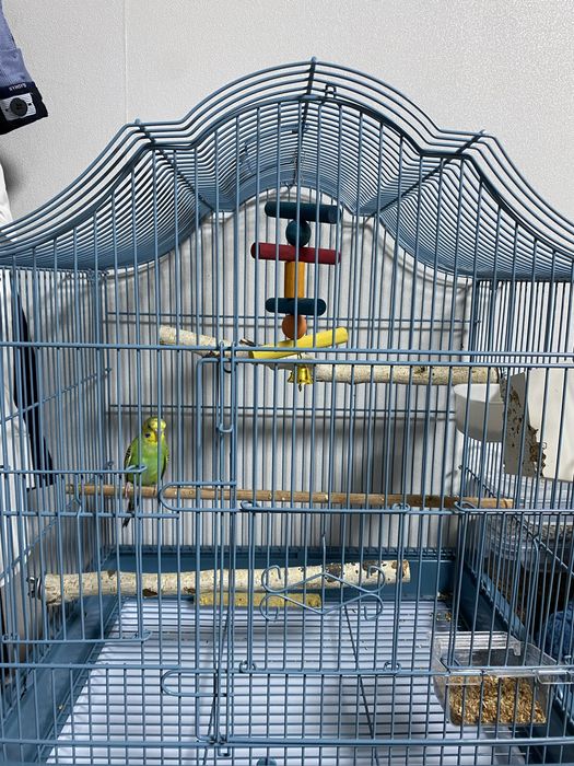 Продется попугай в гораде Алматы