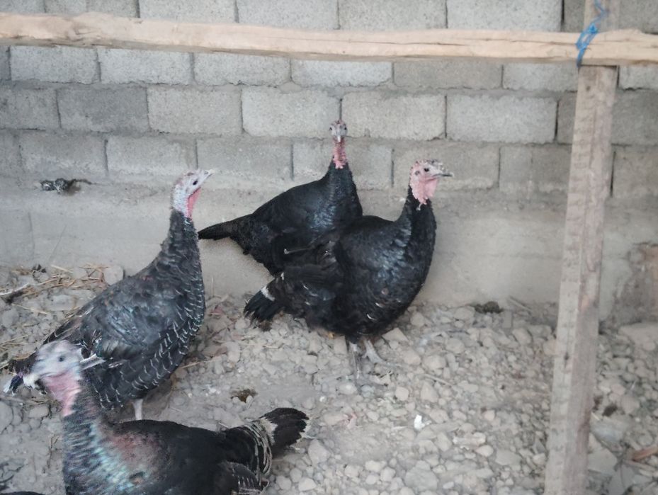 Kurkalar sotiladi yirik zotli kurkalar