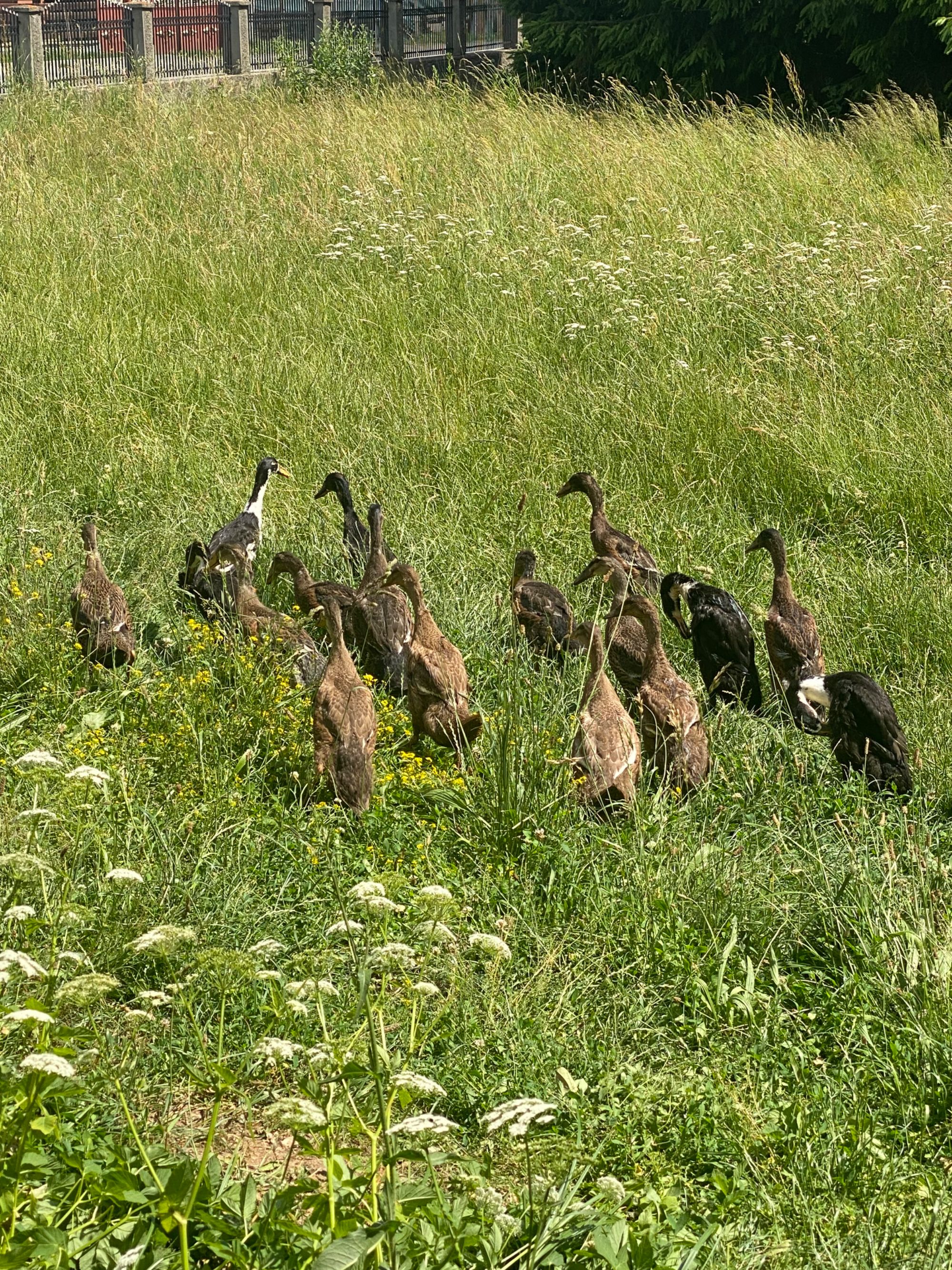 Vând rațe indiene alergătoare