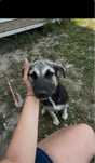 Pun un catel la adoptie
