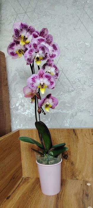 Орхидея.Phalaenopsis Harlequin (Харлекин-гибриды)
170Орхидея.Phalaenop