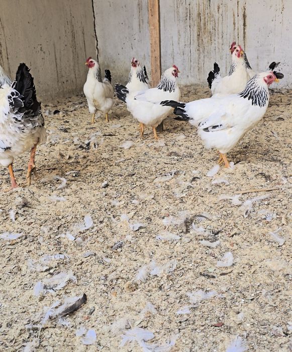 Адлер тауықтары сатылады