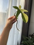 Philodendron magic Mask