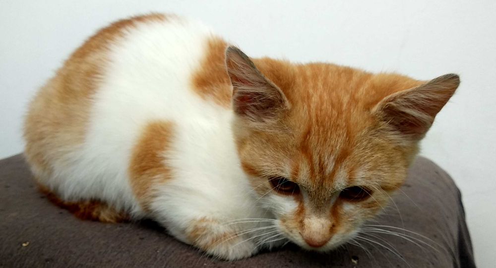 Подарявам котенце - момченце