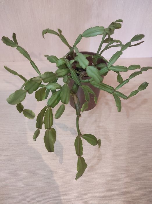 Комнатные растения. Цветы. Декабрист. Алое.