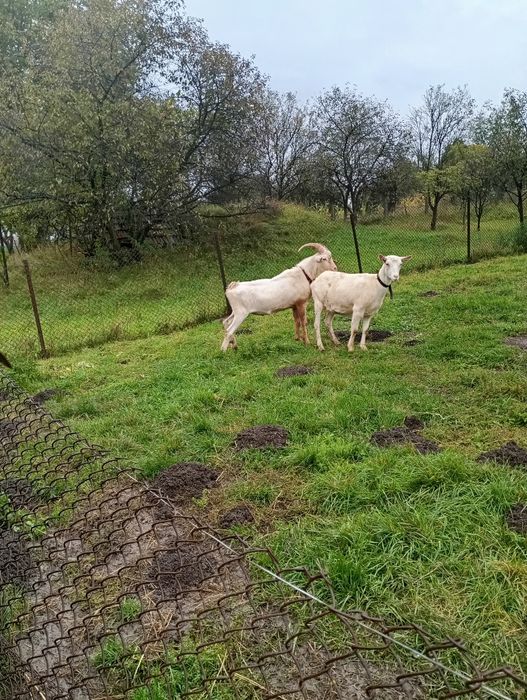 Vând un țap sannen de 1,5 ani