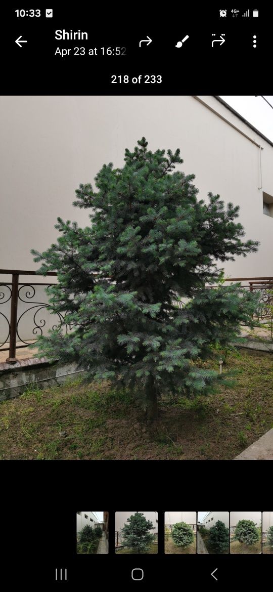 Голубая Ель в Доме