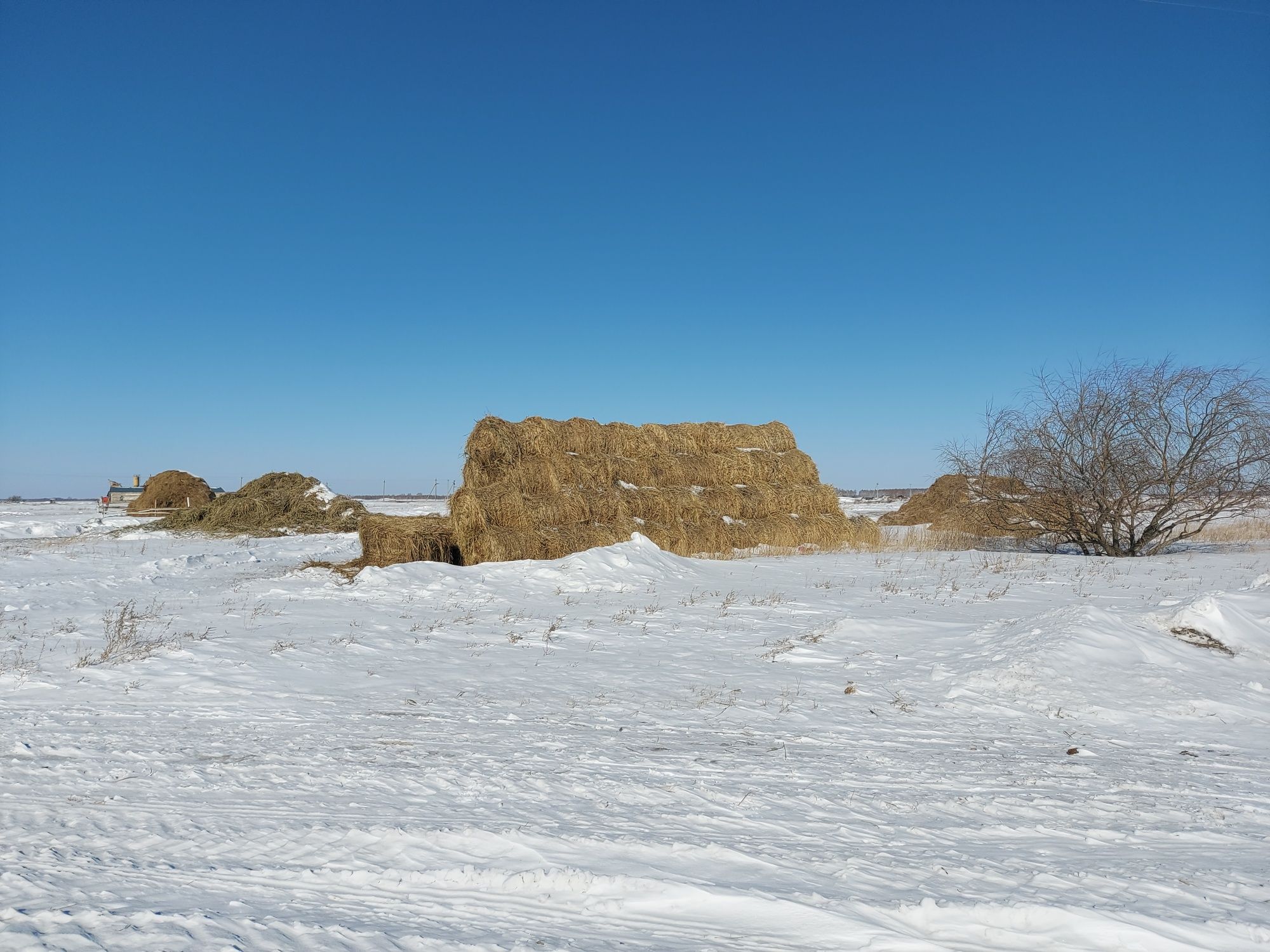 Сено  тюки , тюк