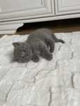 Pisici british shorthair