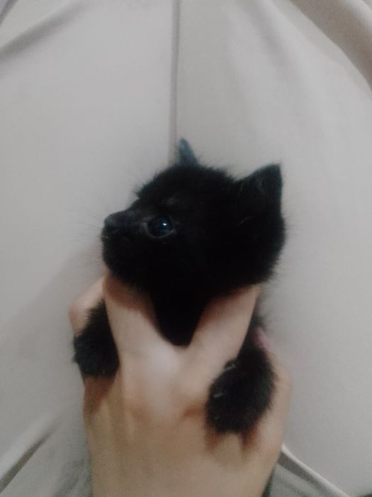 Mushukchalar beriladi