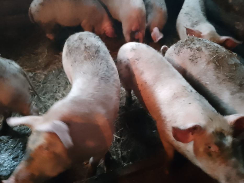 Продам кабанчиков
