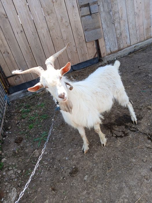 Vând țap..detalii la telefon