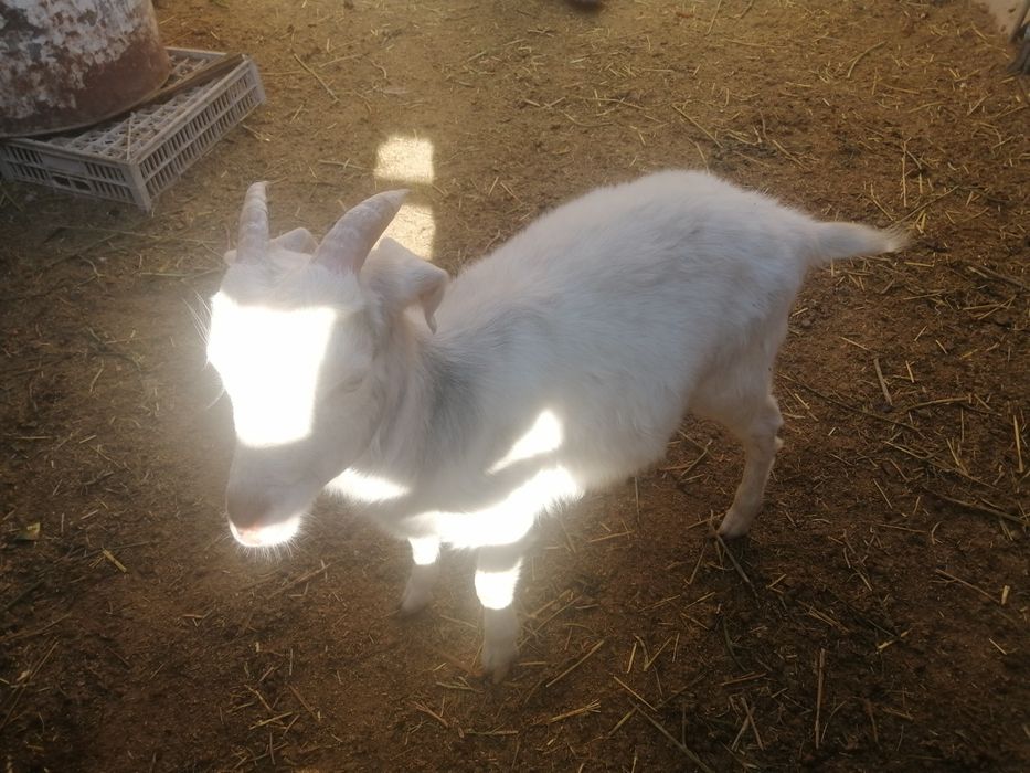 Занен теке сатылады 7 айлык