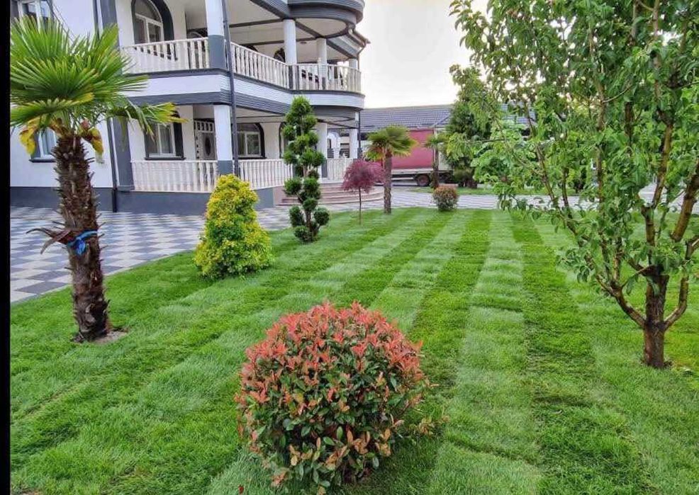Tuia smarald diferite dimensiuni gazon rulou plantele diverse