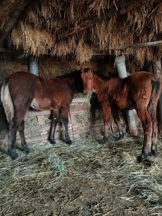 Продам двух жеребят