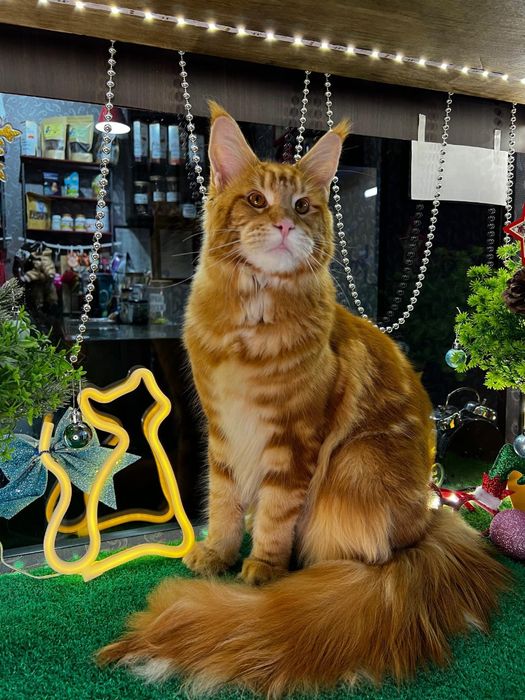 Ищем невесту для кота Мейн кун