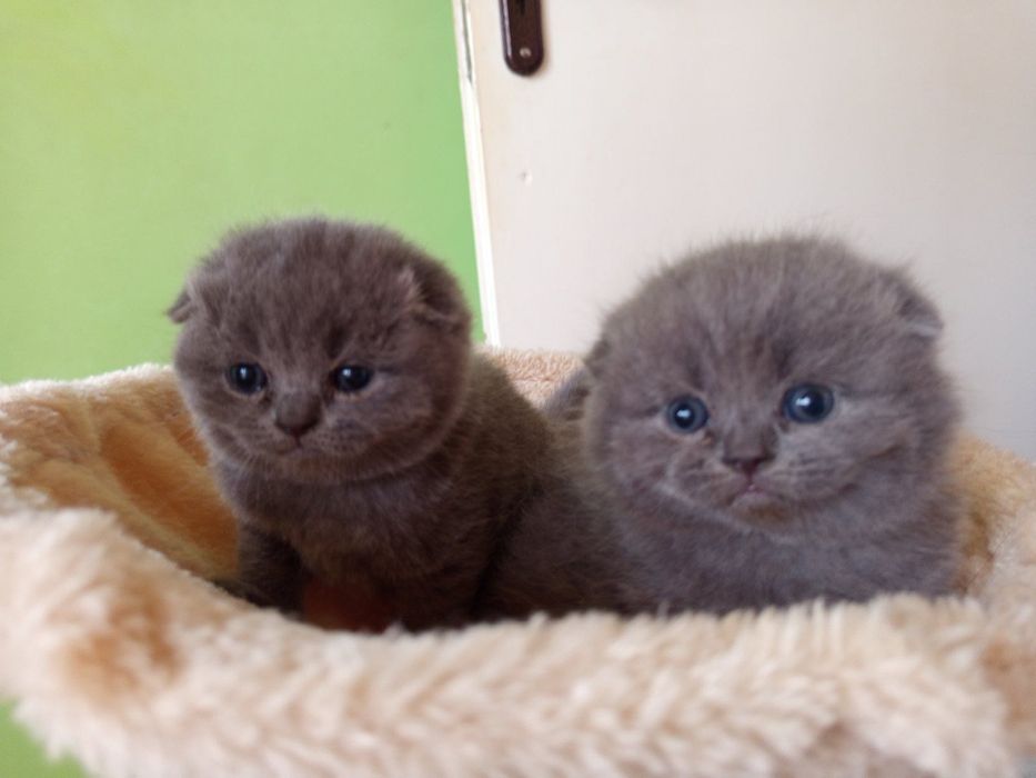 Британски котенца