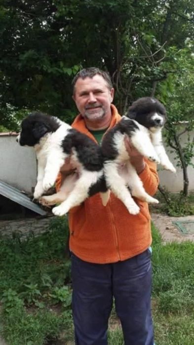 Каракачанка / Българско овчарско куче с родословие