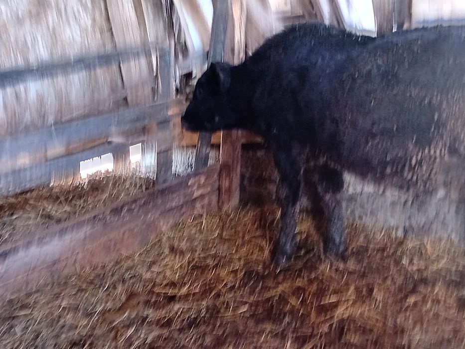 De vanzare 2 tăurasi