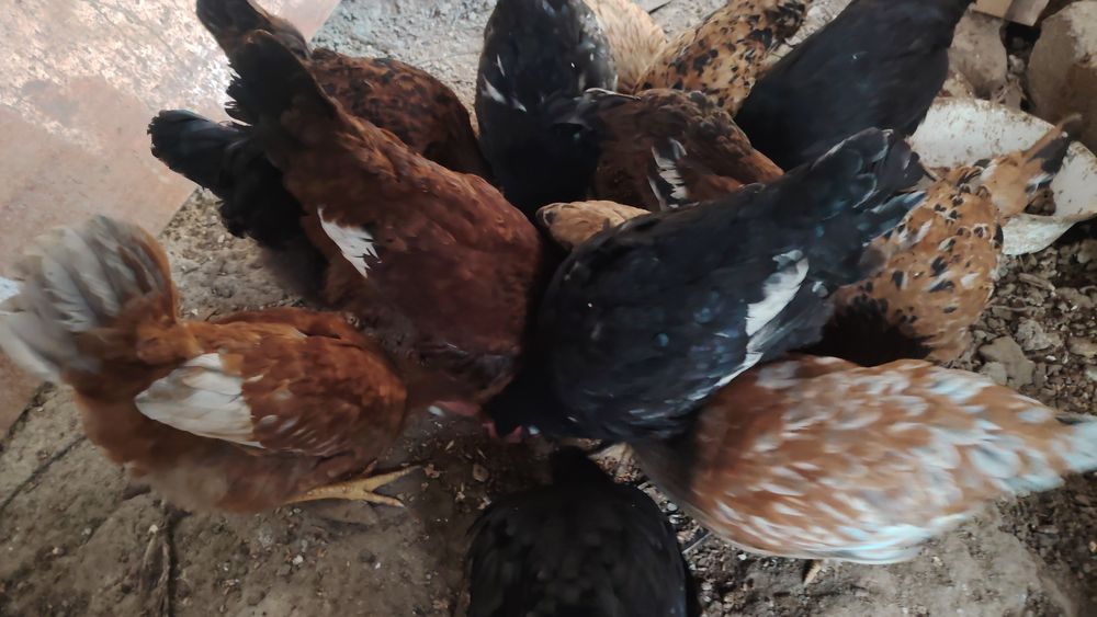 Курицы подросток 6 месяцев