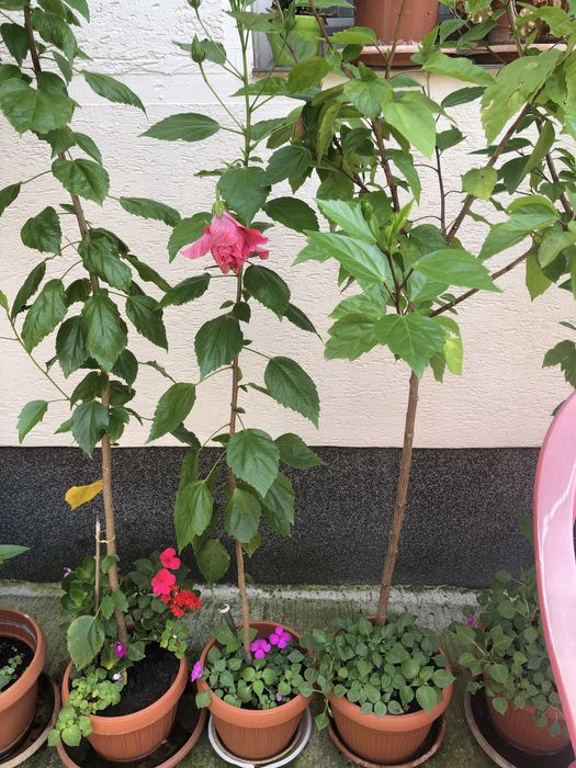 Trandafir japonez roz, asparagus