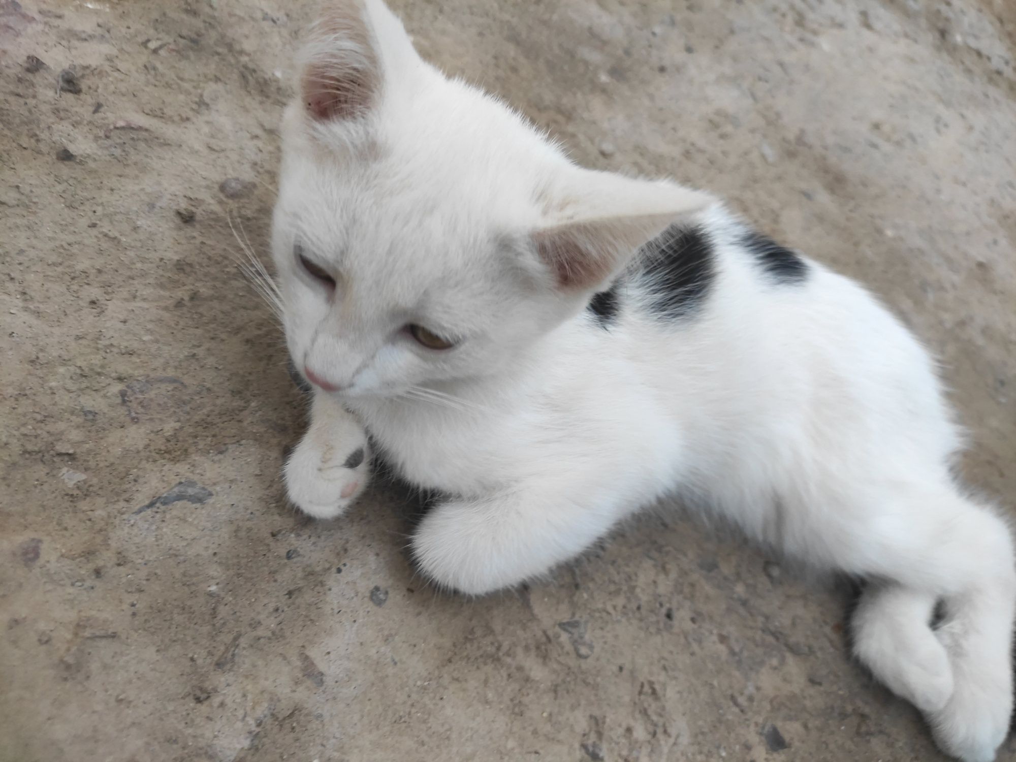 Mushuk Mushukchalar