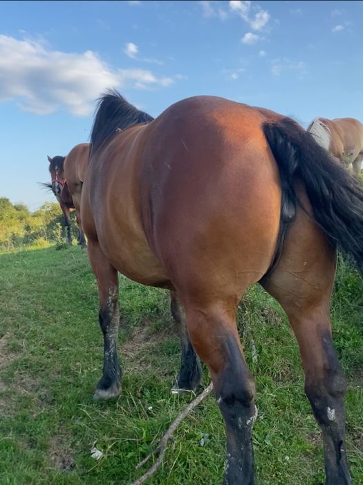 Vând manză de 4 ani