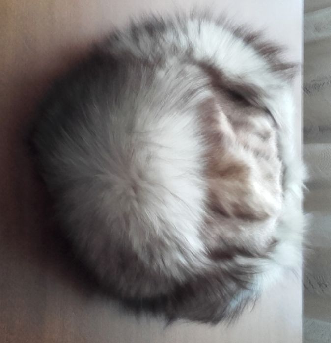 caciula - toca din vulpe argintie