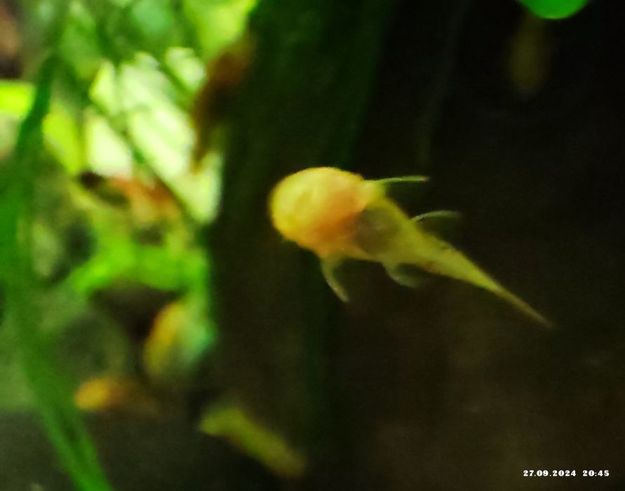 Продам сомиков Анциструса Super red.