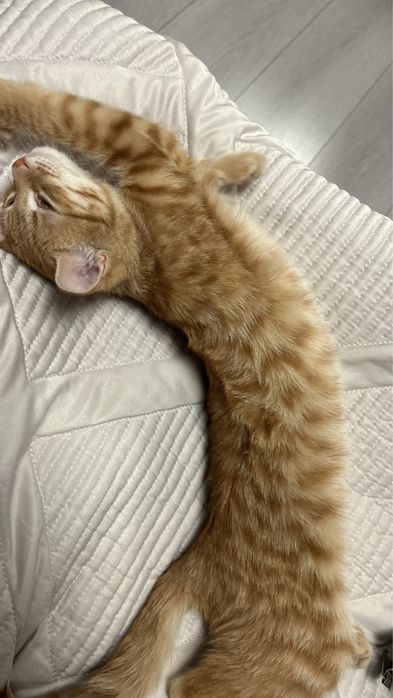 чистоплотный котенок в хорошие руки