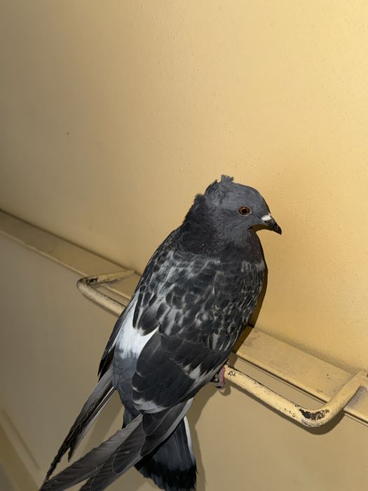 Kabutar donasi 50 mingdan