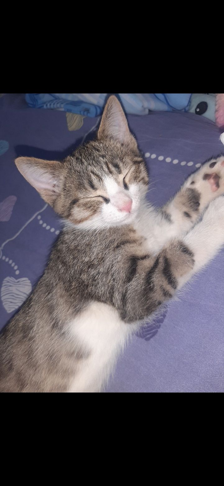 Отдам в добрые руки котёнка мальчика