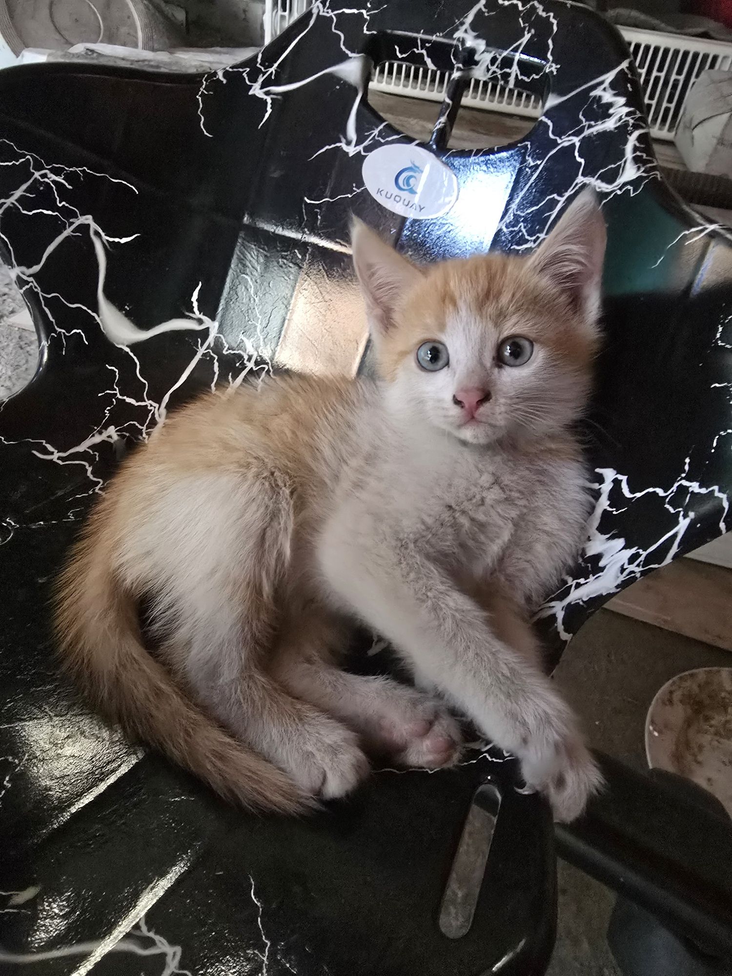 Милые котята 2 месяца