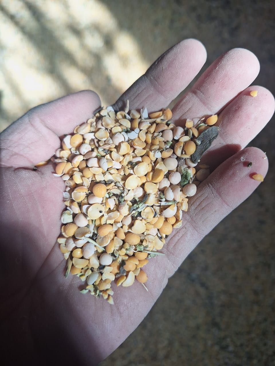 Продам корма: дробленный горох, пшеница в мешках.