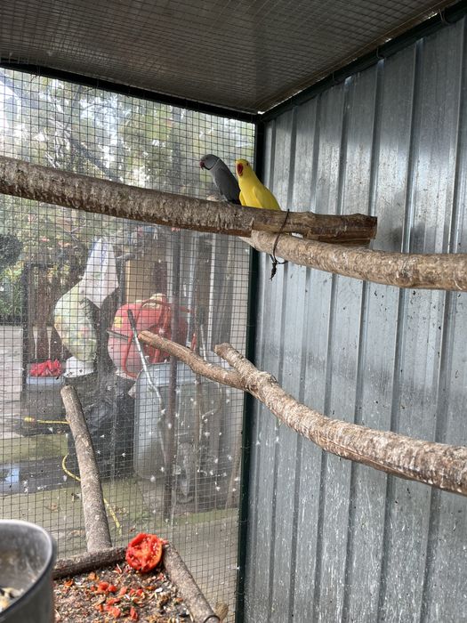 Papagal Alexandru mic