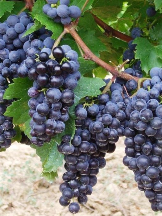 Vând struguri de vin