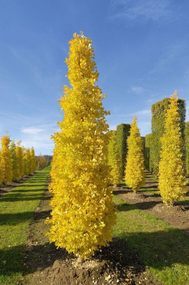 Arbore ginkgo biloba 30-40cm. 'Cg