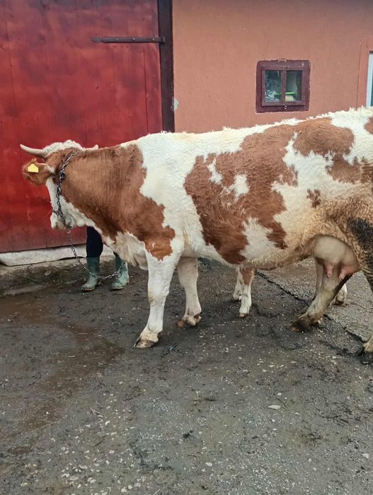 Vând vaca bălțată românească cu vital