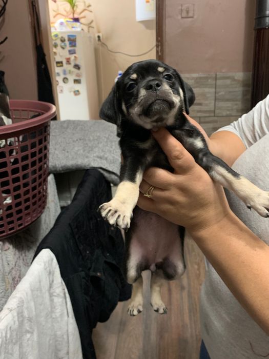 Кученца между пинчер и мопс