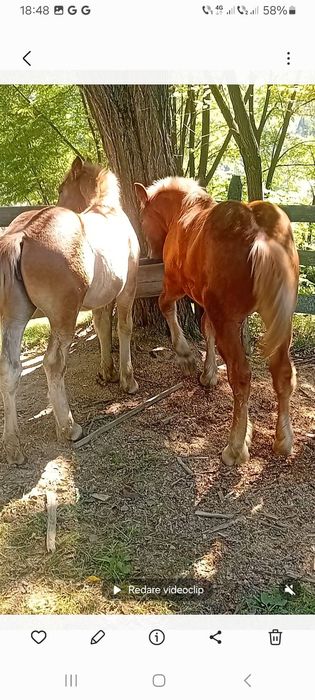 Vand 2 mânze foarte Frumoase si cuminți