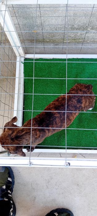 Здравейте продавам много сладко кученце Кане Корсо