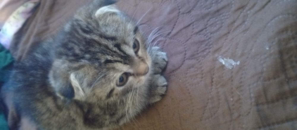 Продаются два котята мальчик и девочка веслаух скотишфулд британия