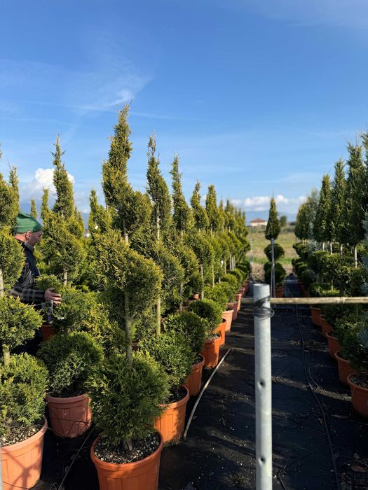 Îmbogățește-ți grădina cu plante ornamentale de top