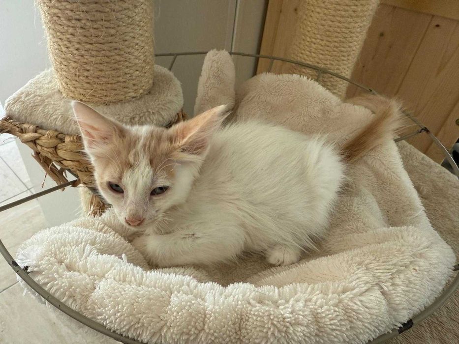 Adoptie pisicuta - ia ma acasa si te voi iubi neconditionat