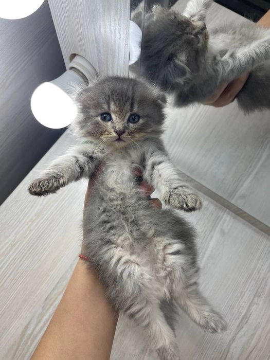 Mushukchalar Sotiladi