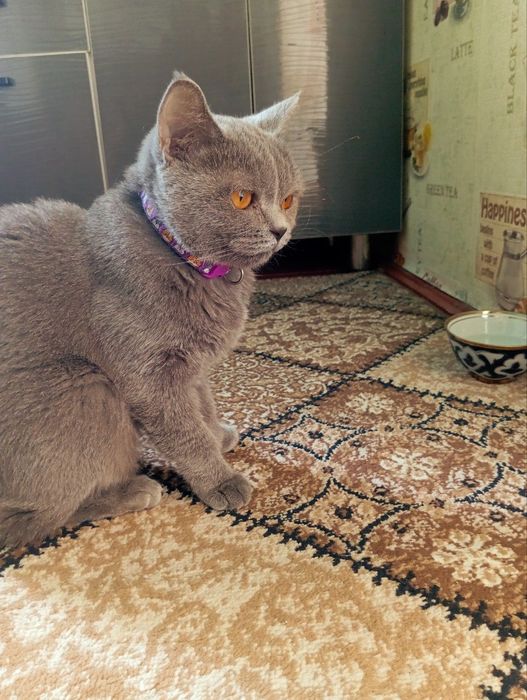 Mushuk zoti tozza aqlli
