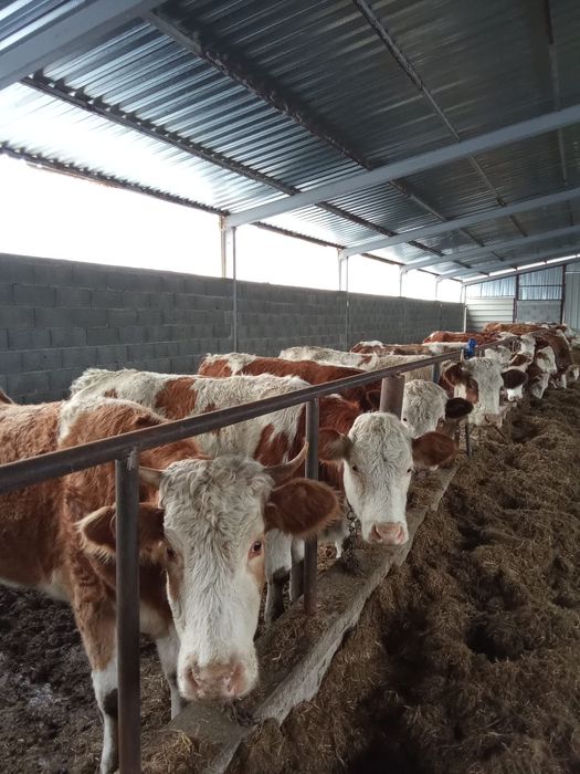 De vînzare 20 de bucăți