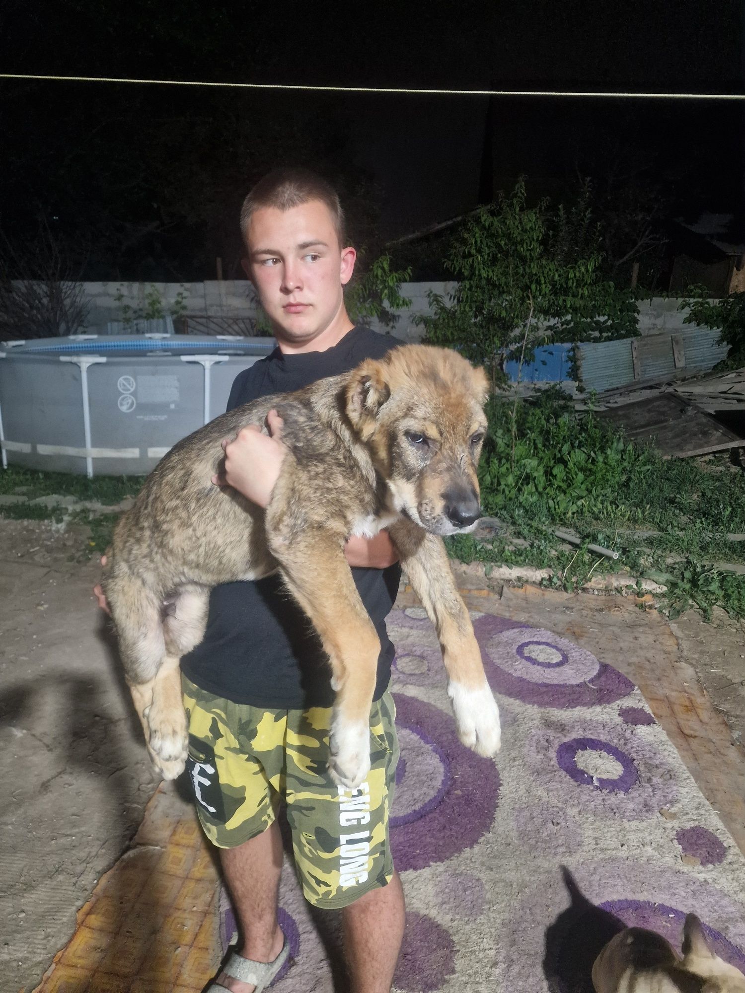 Продаётся два шенка