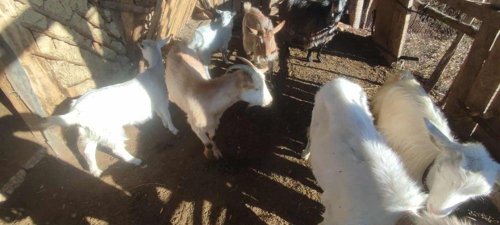 Vând capre mai multe detalii la numai de telefon ...