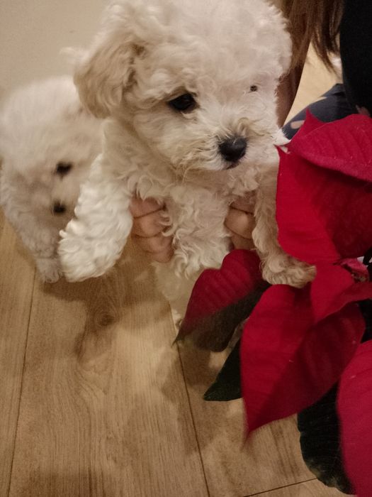 Bishon Frise pedigree